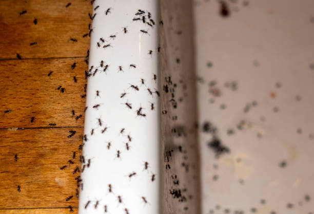 Best Affordable Pest Control Services  in Contra Costa Centre, CA
